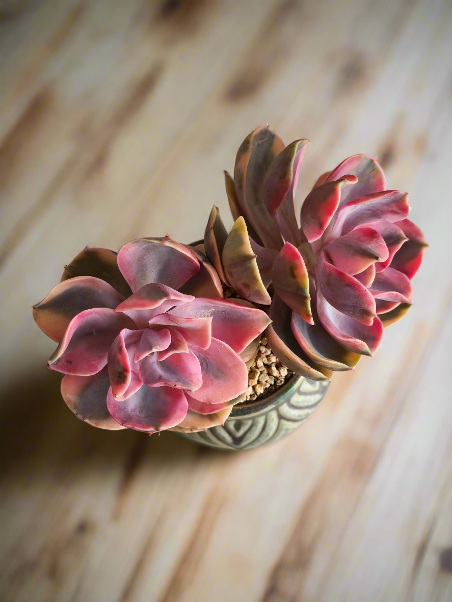 Succulent Rustic Pot Ash  – Echeveria Rainbow - SlowBloomGreens