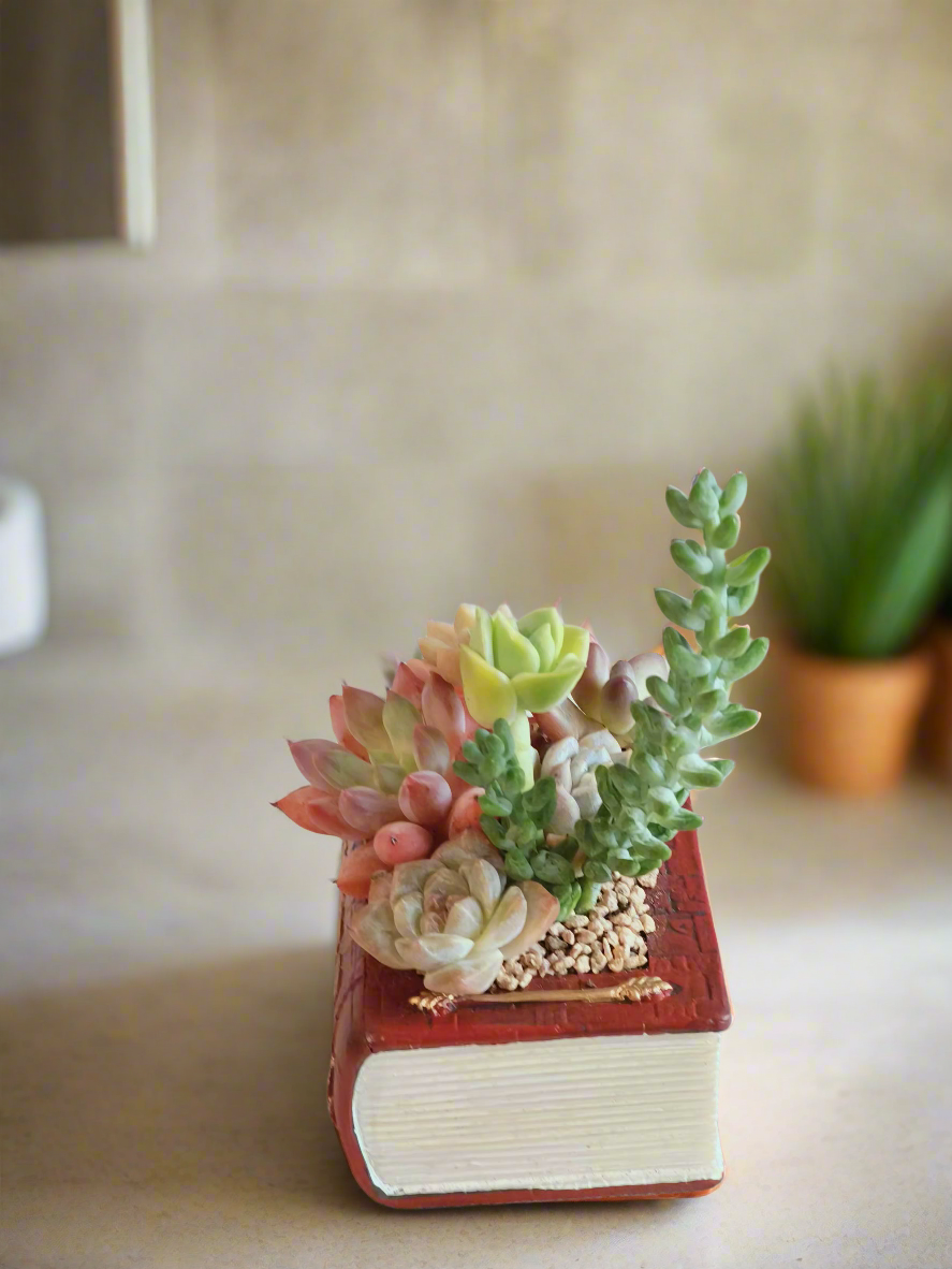 Succulent Book Nook – Assorted Succulents - SlowBloomGreens