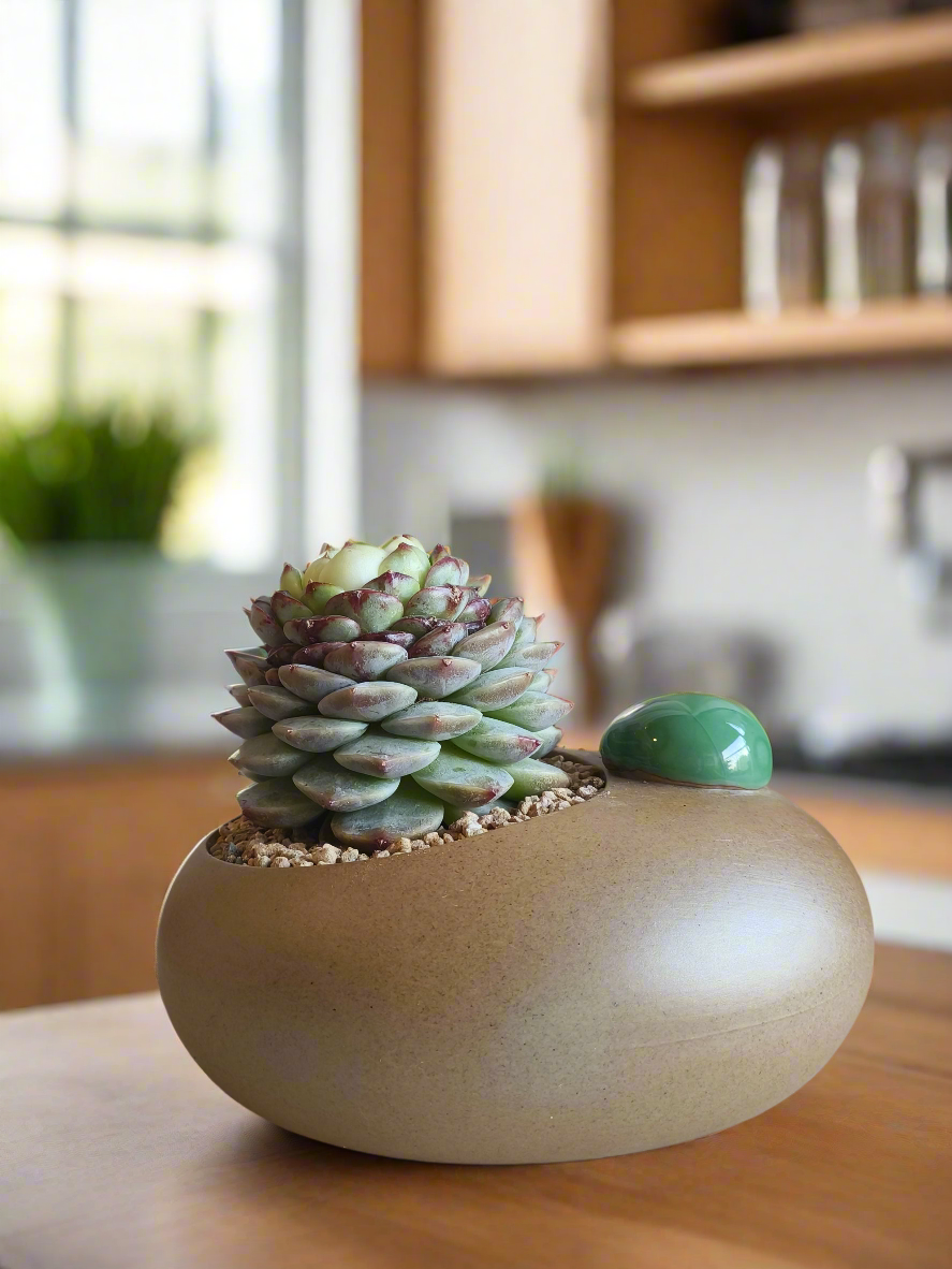 Succulent Seven-Spotted Ladybug Pot – Echeveria 'Red Velvet' - SlowBloomGreens