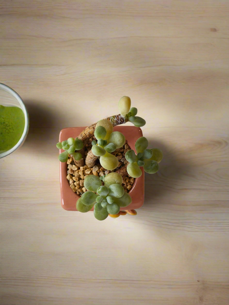 Succulent Floral Charm Pink – Tiscalatengo Gorge Sedum - SlowBloomGreens