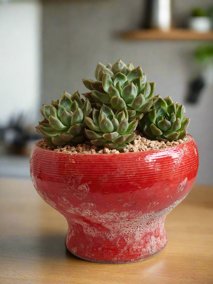 Succulent Moonlit Bloom Pot – Mottled Red with Echeveria 'Violet Queen'