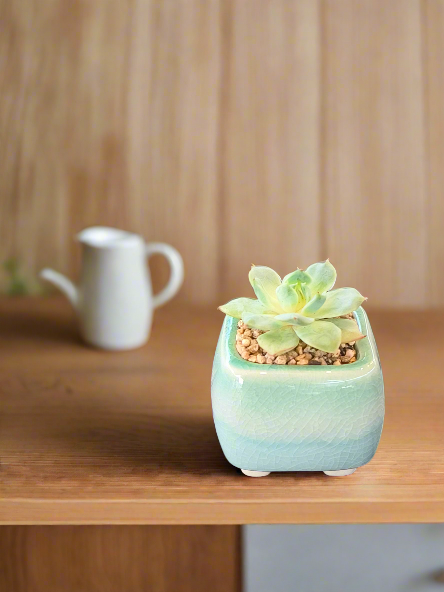 Succulent Serene Square Mini Planter – Echeveria