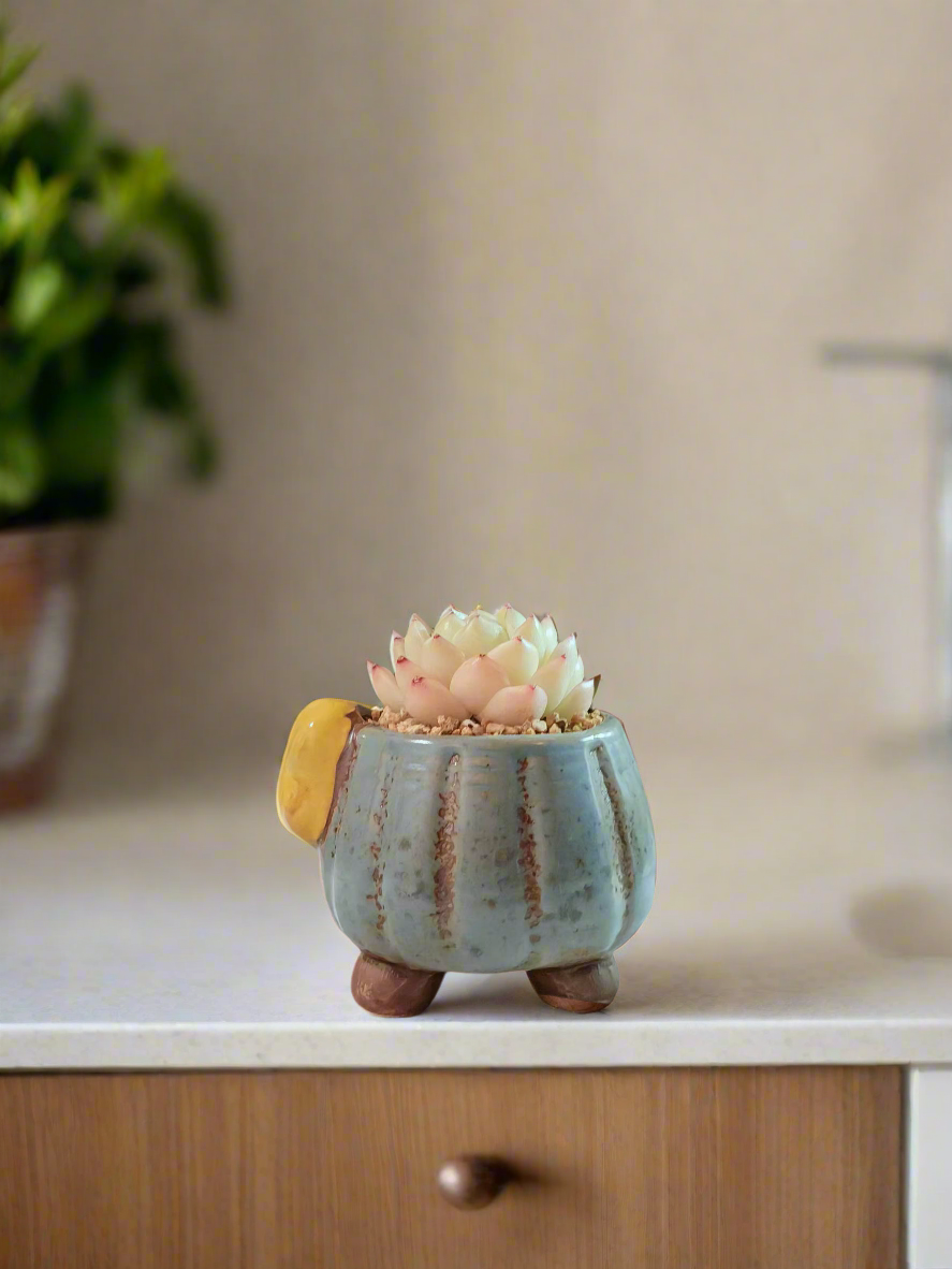 Succulent Ceramic Round Bow Blue – Echeveria White Minima - SlowBloomGreens