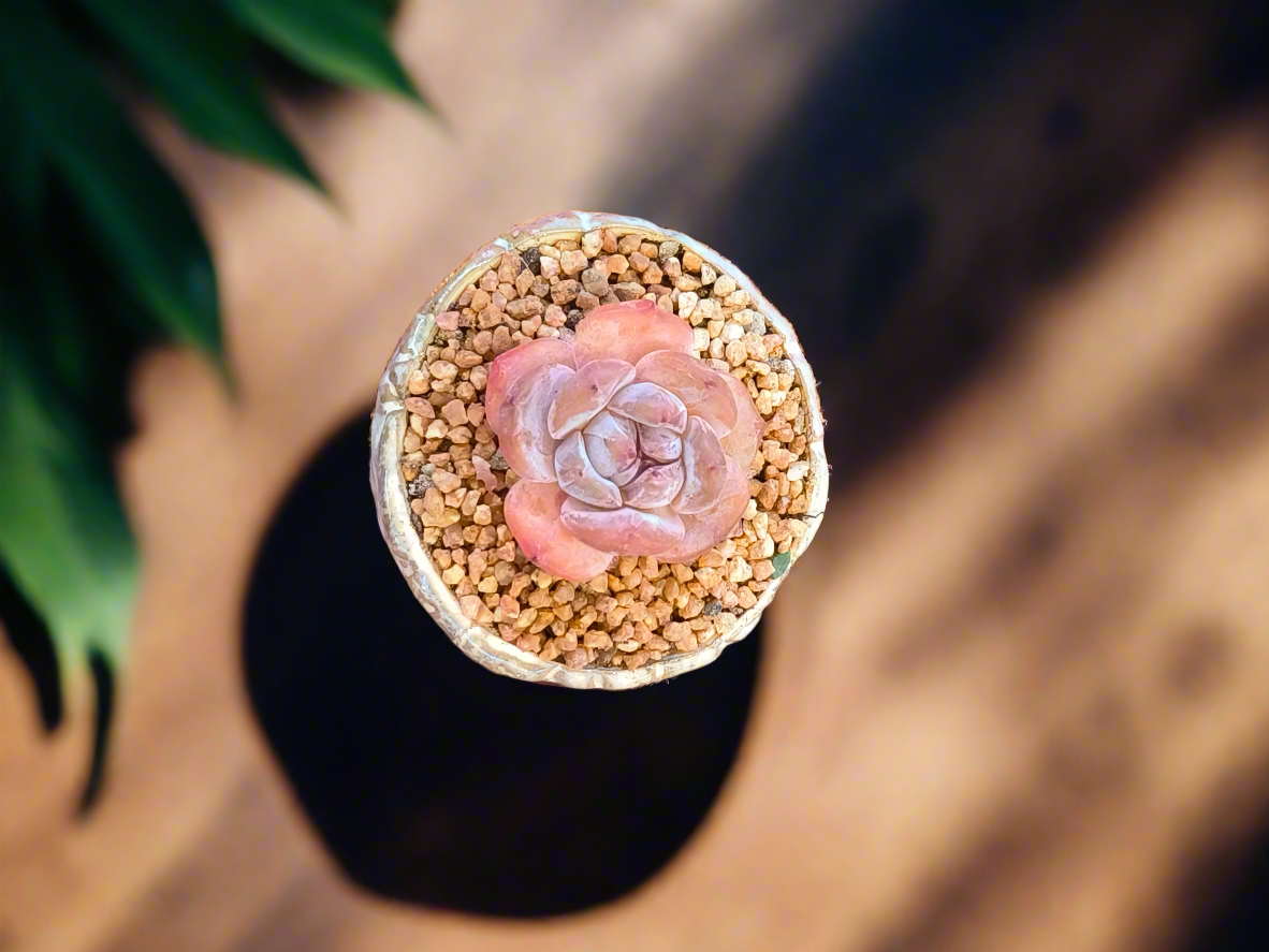 Succulent Red Ombre Rustic Mini Planter – Echeveria 'Cosette'