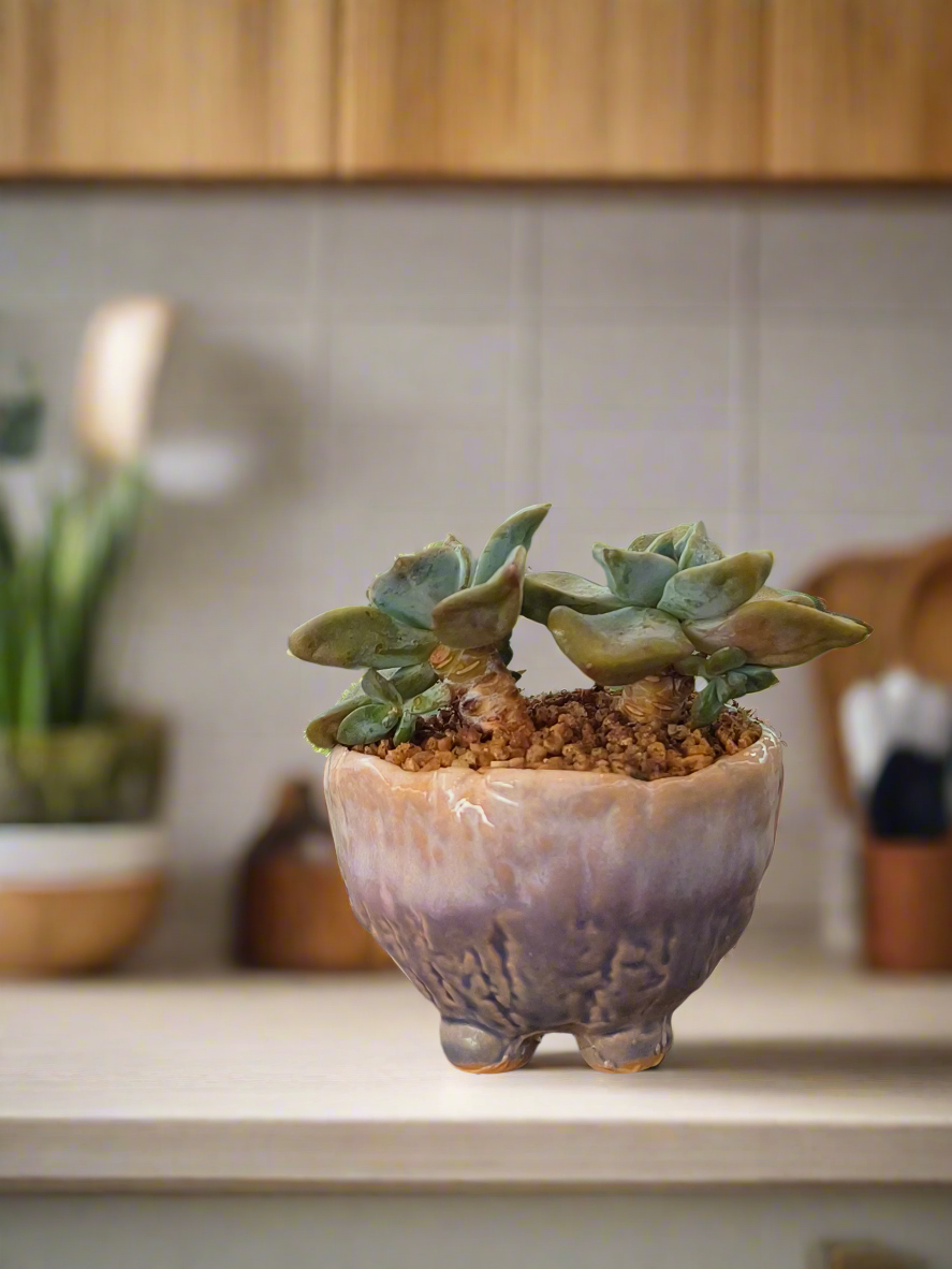 Succulent Lilac Ombre Rustic Mini Planter – Graptopetalum 'Purple Delight' - SlowBloomGreens