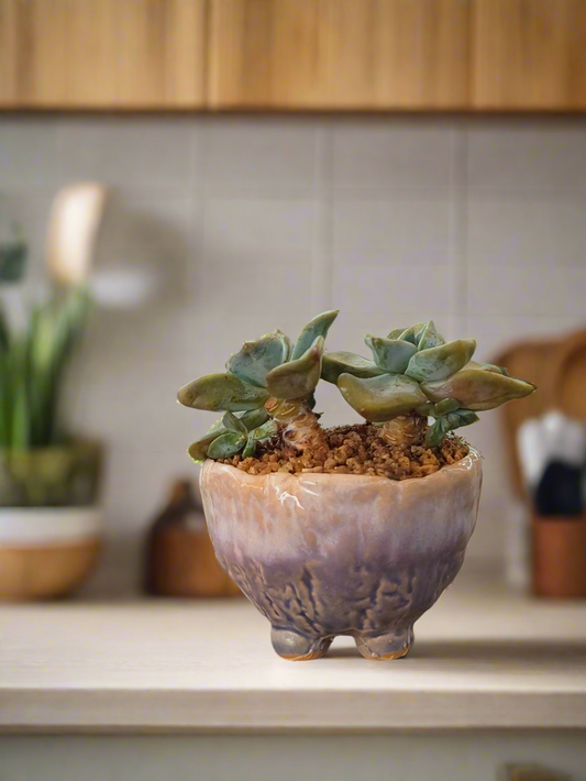 Succulent Lilac Ombre Rustic Mini Planter – Graptopetalum 'Purple Delight' - SlowBloomGreens