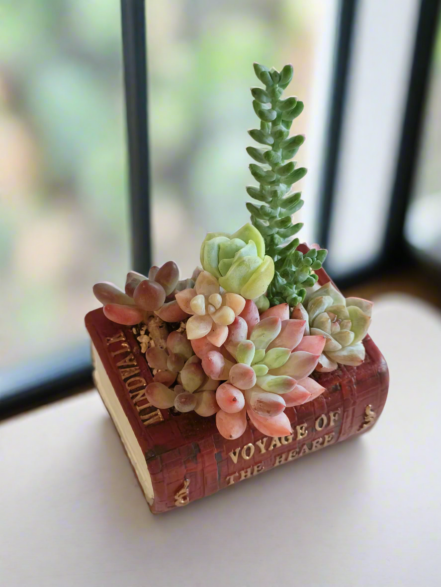 Succulent Book Nook – Assorted Succulents - SlowBloomGreens
