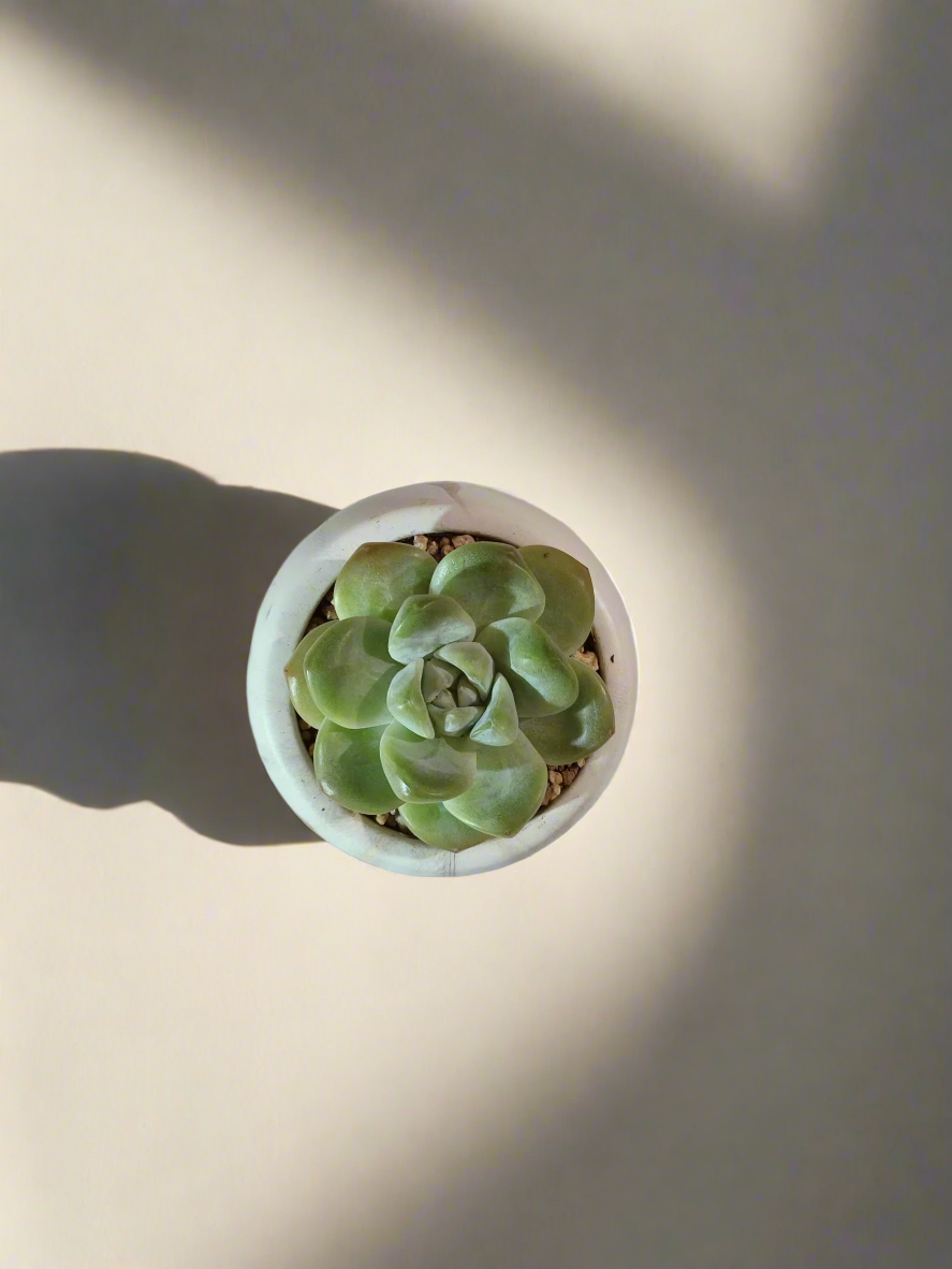 Succulent Mini Round Gold Pot – Echeveria Ice Green - SlowBloomGreens