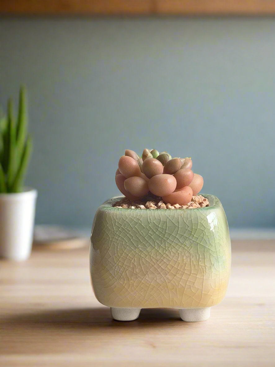 Succulent Mini Serene Square – Graptopetalum 'Mirinae'