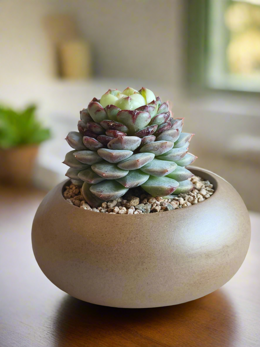 Succulent Seven-Spotted Ladybug Pot – Echeveria 'Red Velvet' - SlowBloomGreens