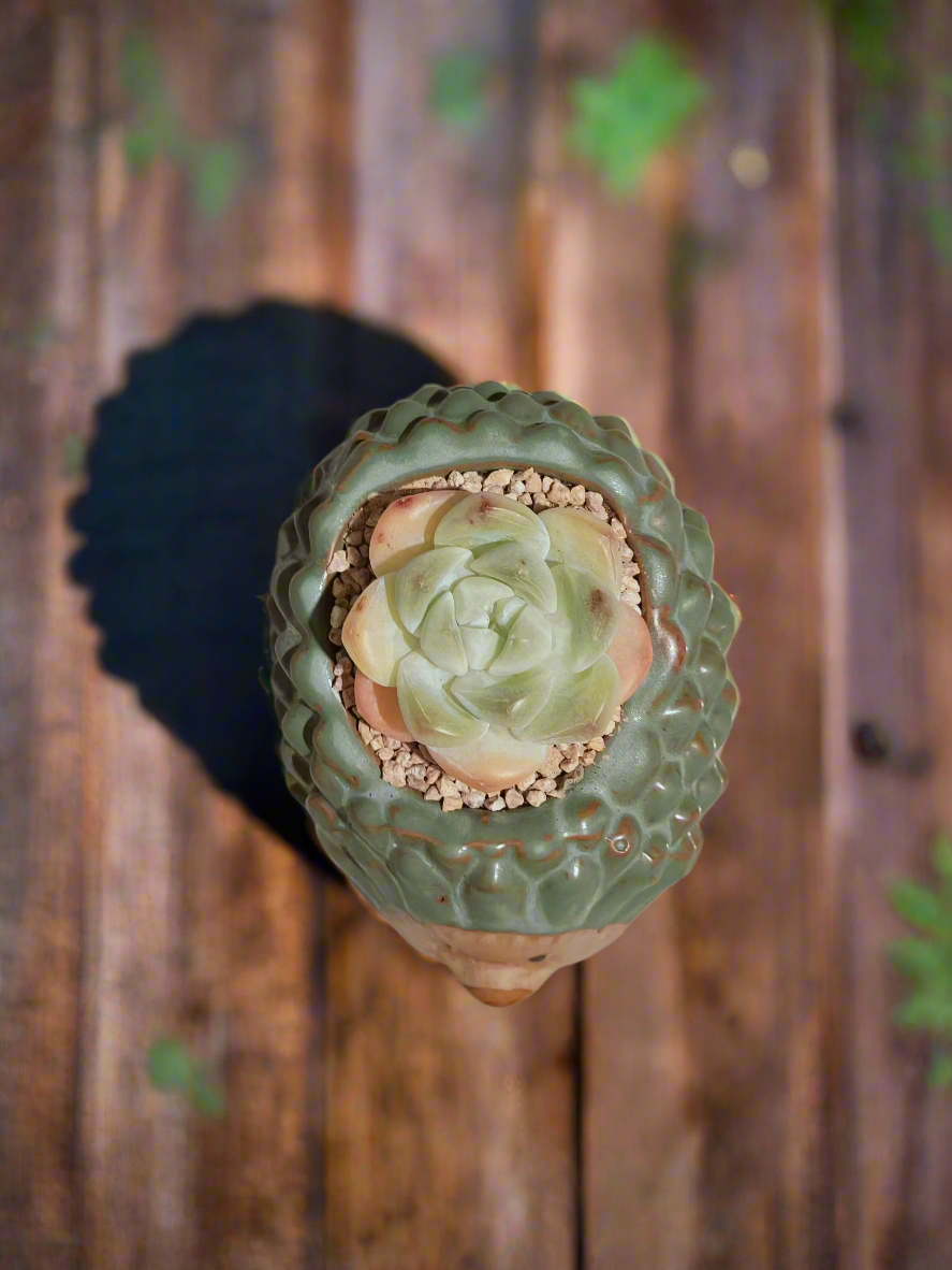Succulent Hedgehog Pot - Echeveria Elegans - SlowBloomGreens