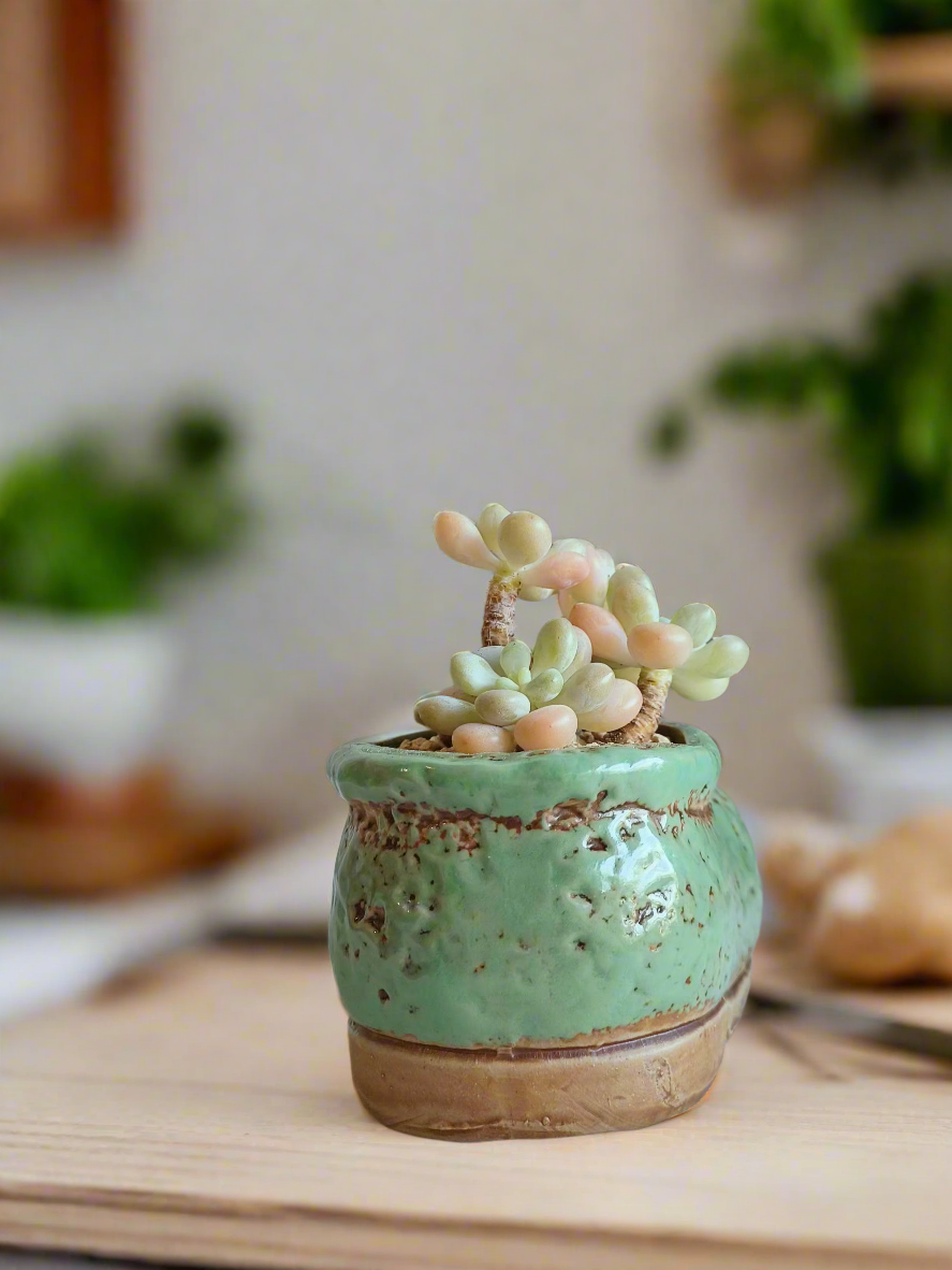 Succulent Mary Jane Charm Green – Graptopetalum mendoza - SlowBloomGreens