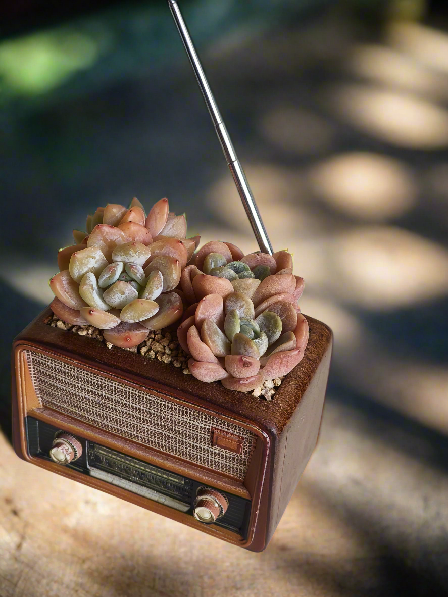 Succulent Retro Radio Planter – Echeveria 'Pink Ariel Crest' & Echeveria Hybrid