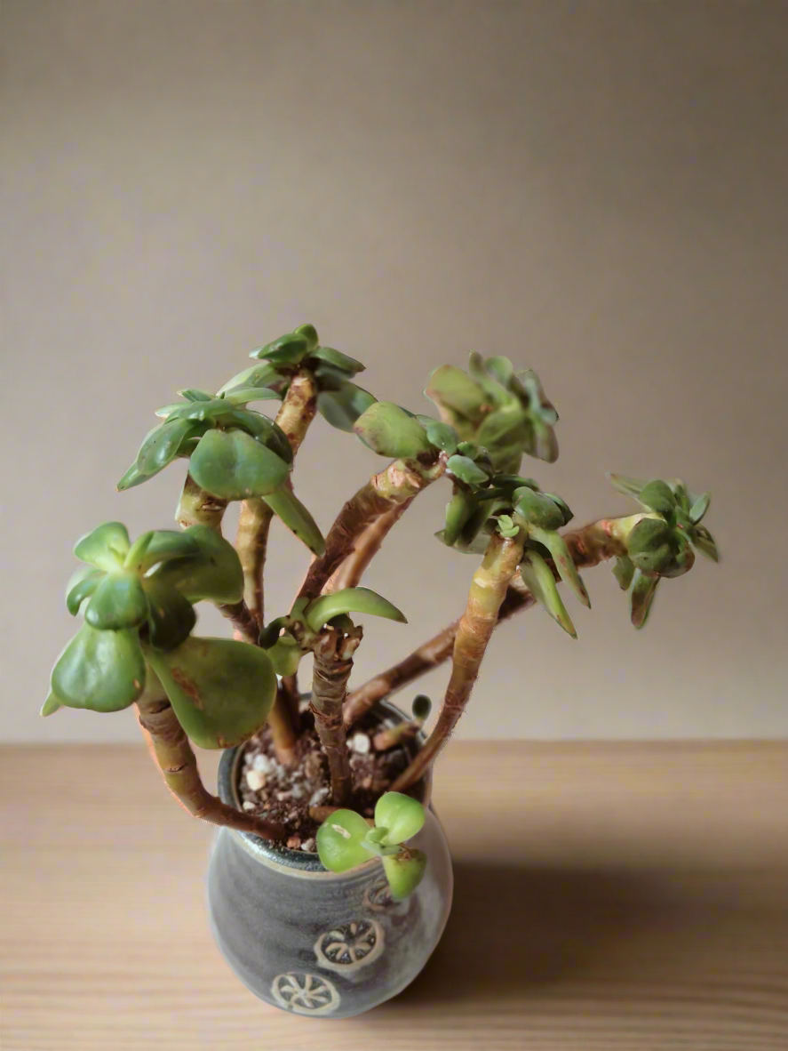 Succulent Rustic Pot Glow Grey – Jade Plant - SlowBloomGreens