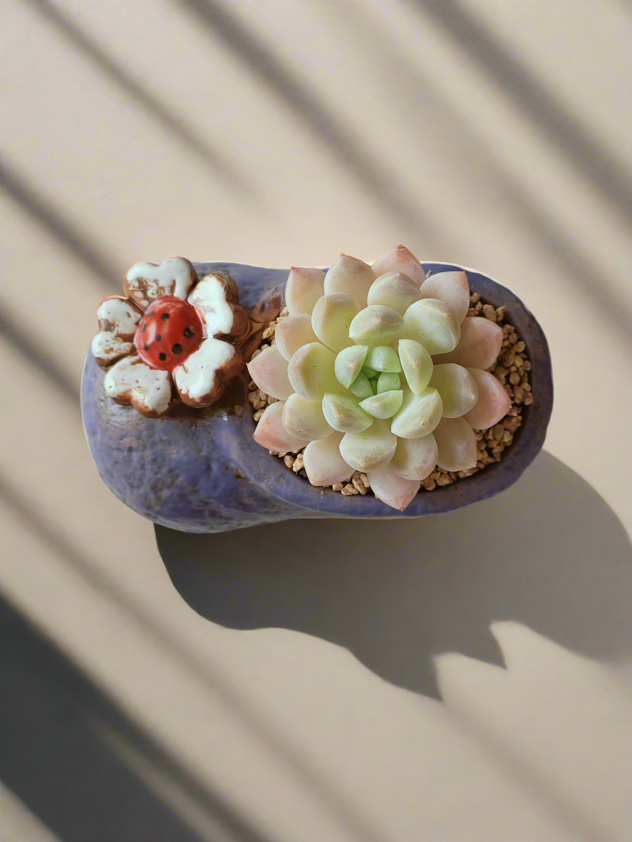 Succulent Mary Jane Charm Violet – Pachyphytum Cream Beauty - SlowBloomGreens