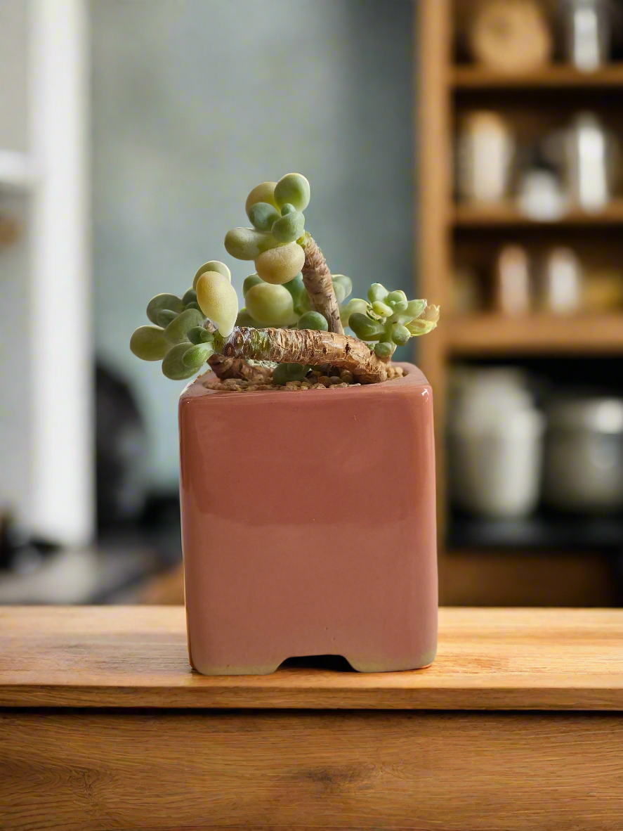 Succulent Floral Charm Pink – Tiscalatengo Gorge Sedum - SlowBloomGreens