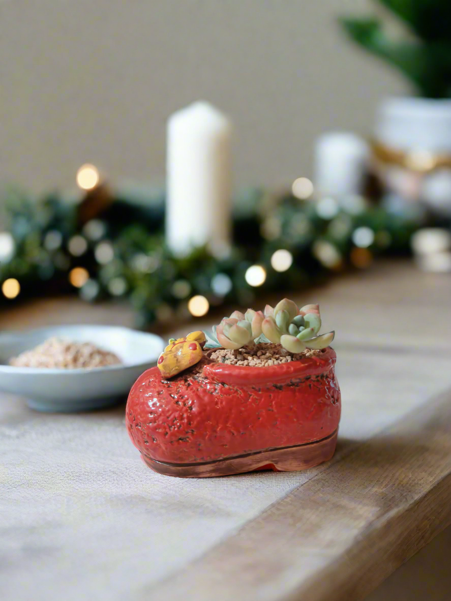 Succulent Mary Jane Charm Red – Pachyveria Elaine - SlowBloomGreens