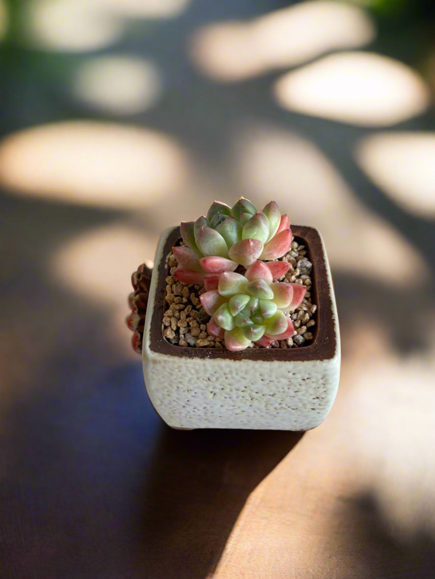 Succulent Ceramic Square Flowerpot White – Echeveria Suryeon - SlowBloomGreens