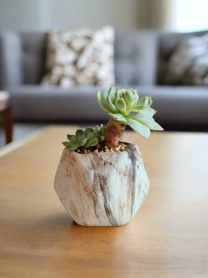 Succulent Mini Octagon Brown - Echeveria - SlowBloomGreens