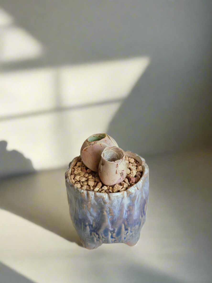 Succulent Lilac Ombre Rustic Planter – Egg Mountain Rose - SlowBloomGreens