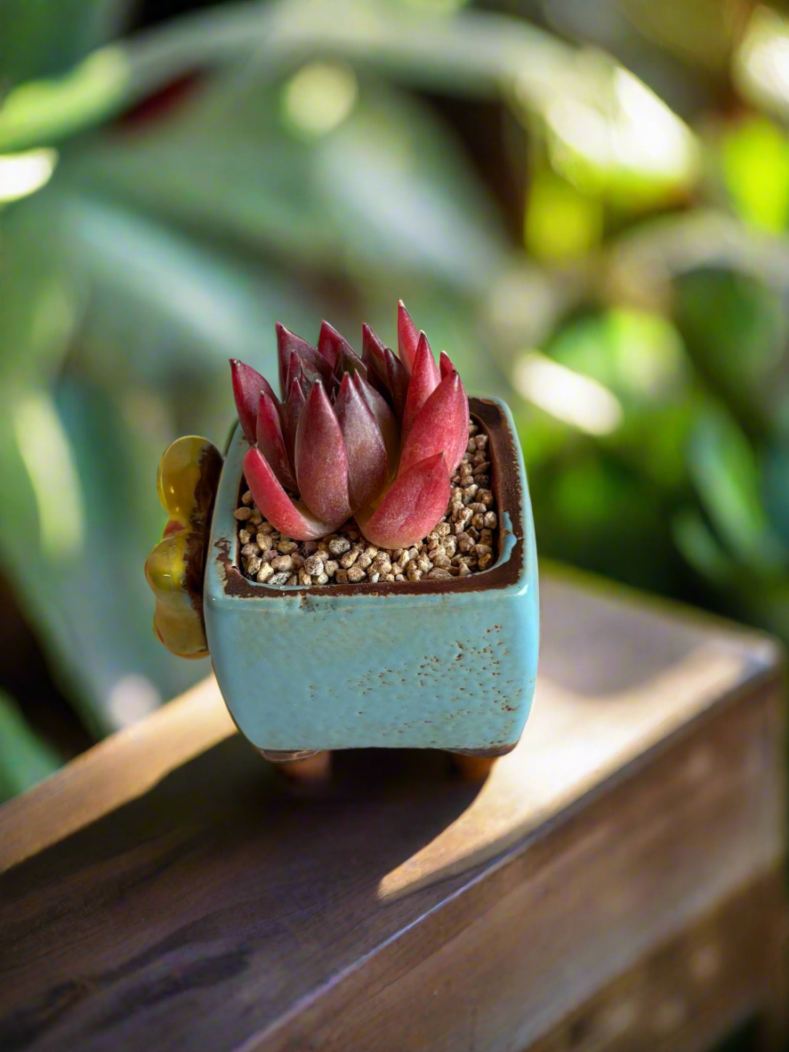 Succulent Ceramic Square Flowerpot Baby Blue – Echeveria Agavoides  'Christmas Eve' - SlowBloomGreens