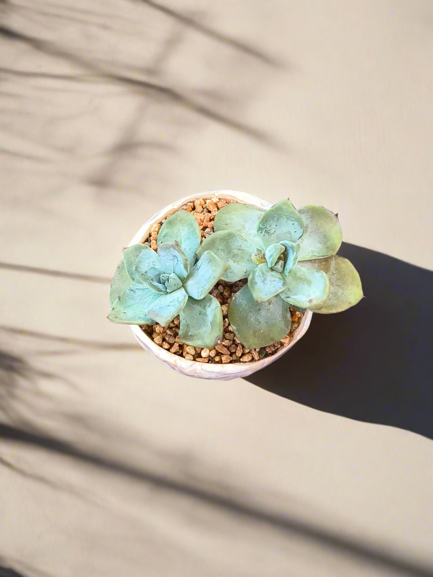 Succulent Lilac Ombre Rustic Mini Planter – Graptopetalum 'Purple Delight' - SlowBloomGreens