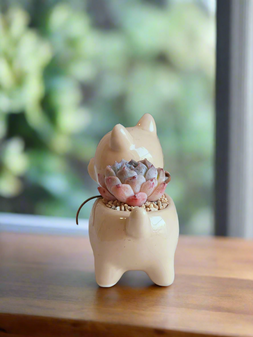 Succulent Puppy Shiba Inu - Echeveria Suryeon - SlowBloomGreens