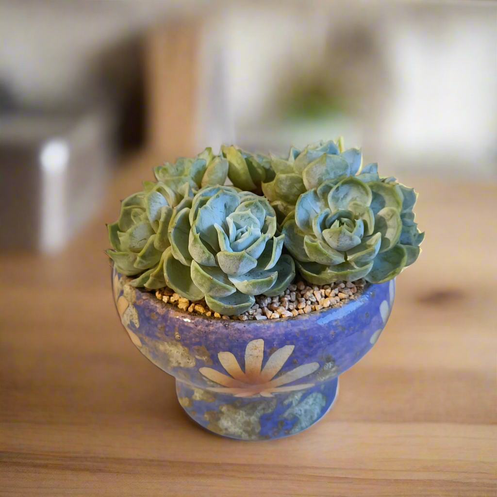 Succulent Moonlit Bloom Pot β Periwinkle Blue with Echeveria 'Blue Surprise'