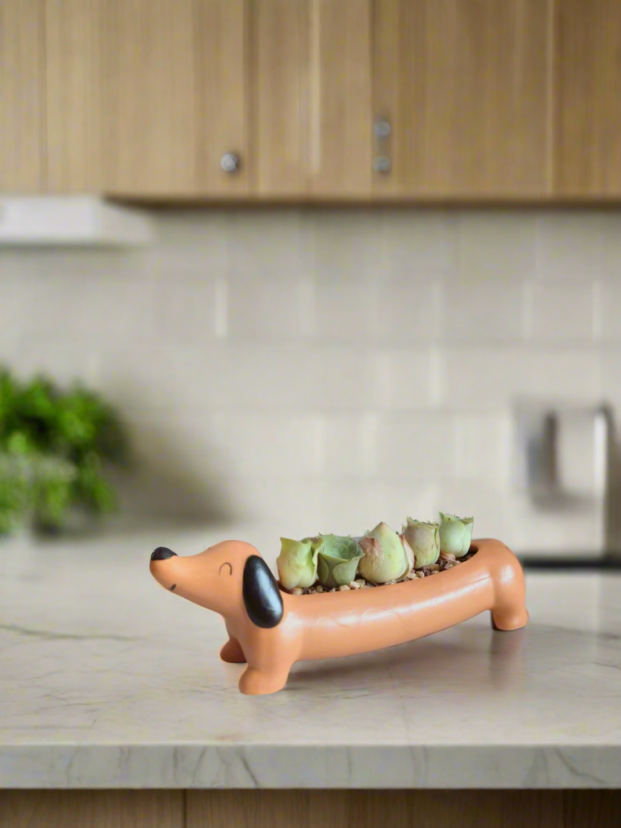 Succulent Daunchund - 5 Mountain Roses 'Greenovia' - SlowBloomGreens