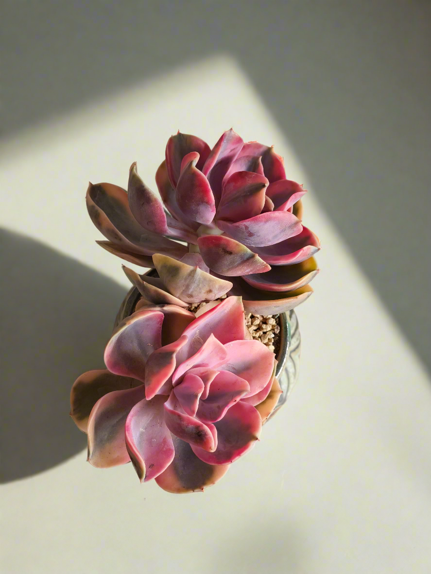 Succulent Rustic Pot Ash  – Echeveria Rainbow - SlowBloomGreens
