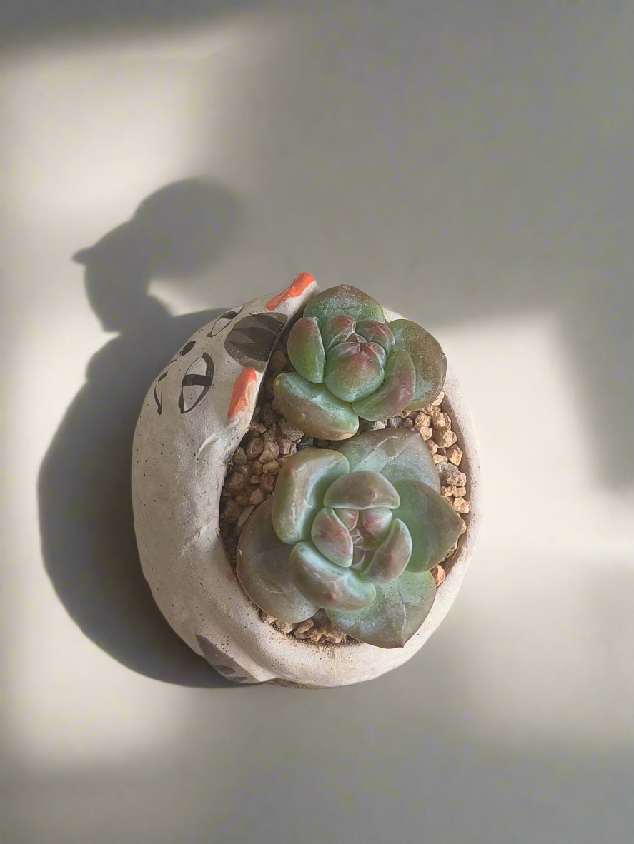 Succulent Cheeky Cat Planter - Echeveria Ice Green