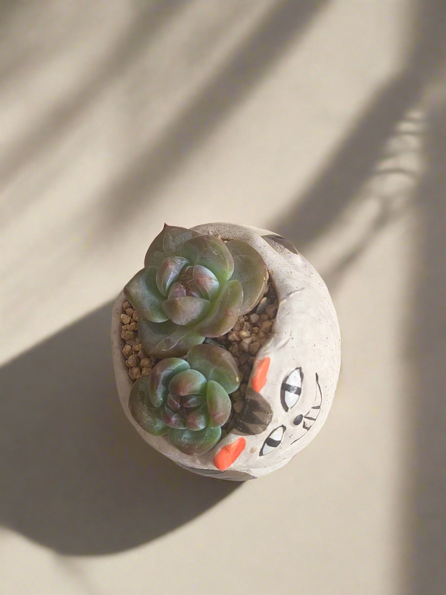 Succulent Cheeky Cat Planter - Echeveria Ice Green
