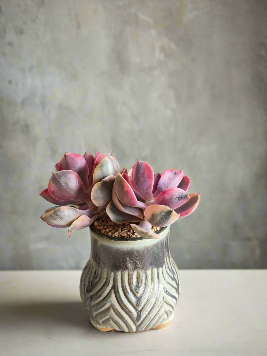 Succulent Rustic Pot Ash  – Echeveria Rainbow - SlowBloomGreens