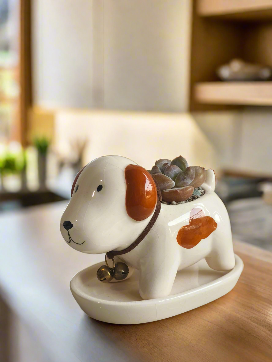 Succulent Puppy Jack Russell Terrier Planter - Echeveria Ice Green