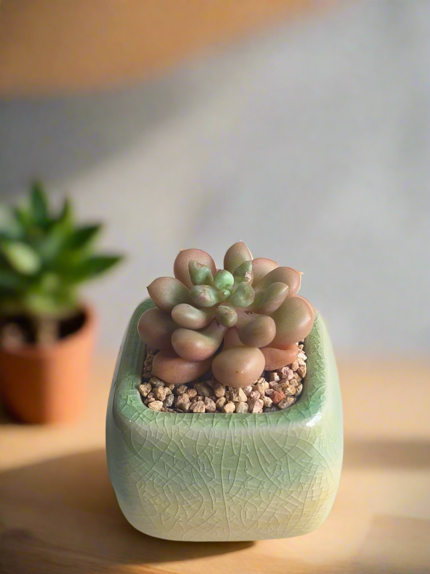 Succulent Mini Serene Square – Graptopetalum 'Mirinae'