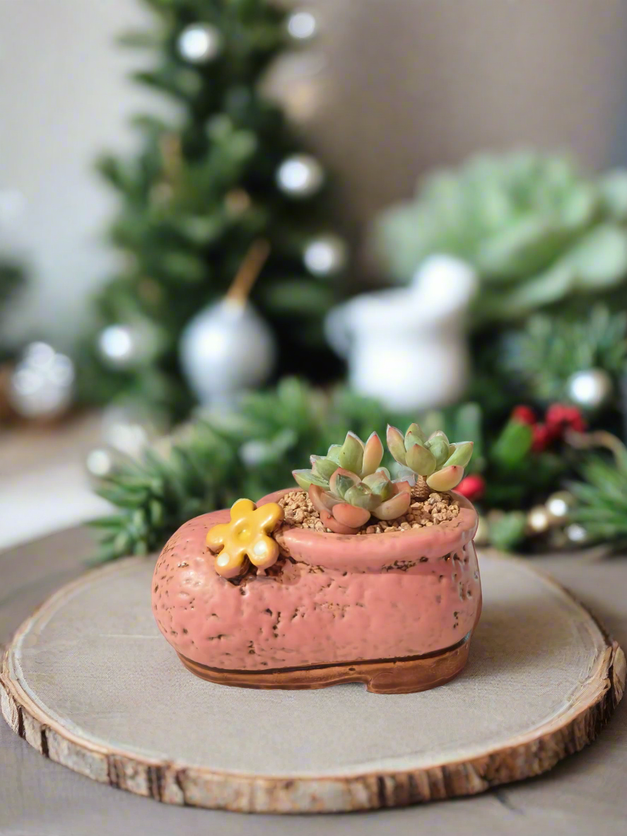 Succulent Mary Jane Charm Pastel Pink – Pachyphytum Cream Beauty - SlowBloomGreens