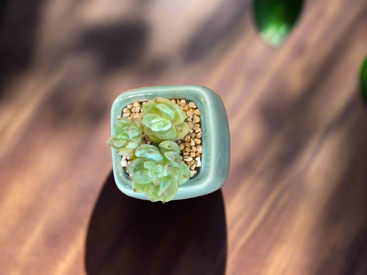 Succulent Serene Square Mini Planter – Sedum Clavatum