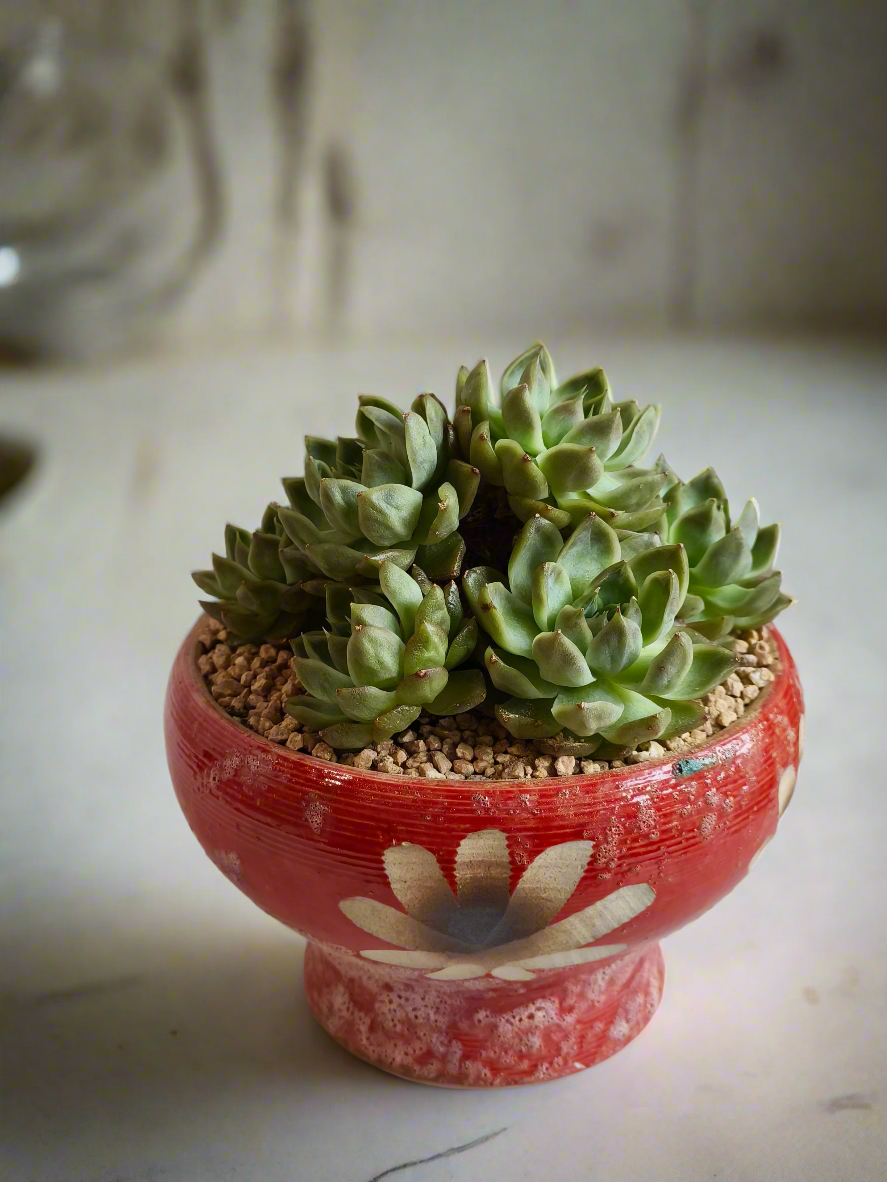 Succulent Moonlit Bloom Pot – Mottled Red with Echeveria 'Violet Queen'