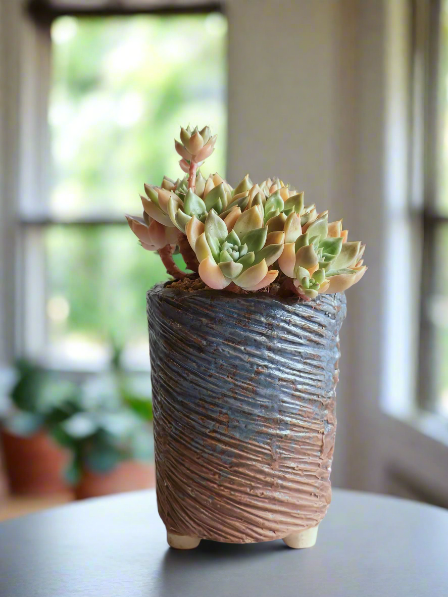 Succulent Rustic Floral Embossed Pot – Graptopetalum 'Bronze' - SlowBloomGreens