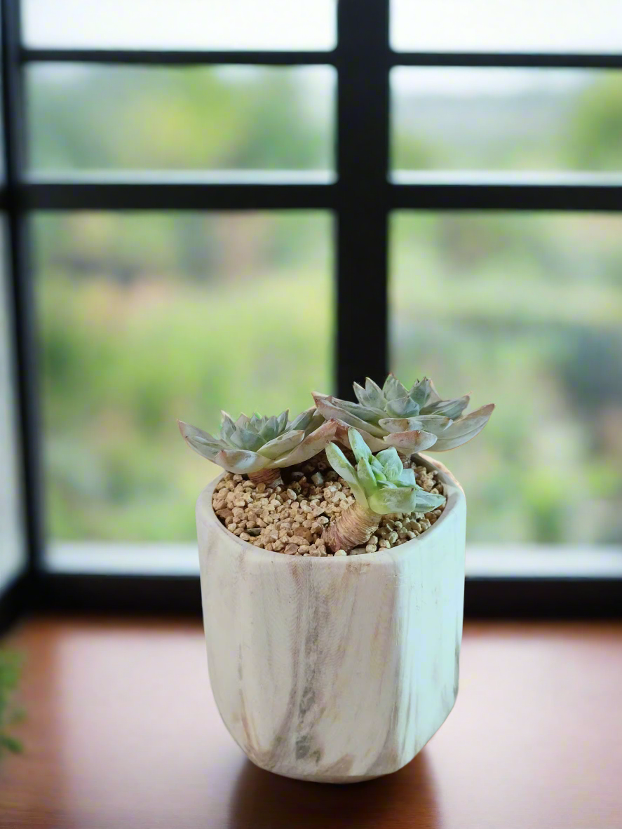 Succulent Radiant Octagon Brown – Echeveria BlueBird - SlowBloomGreens