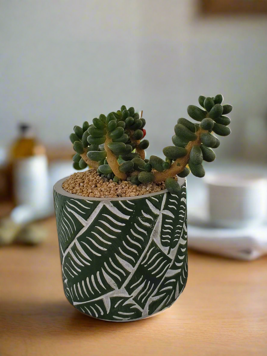 Succulent Whispering Leaves – Sedum Hernandezii