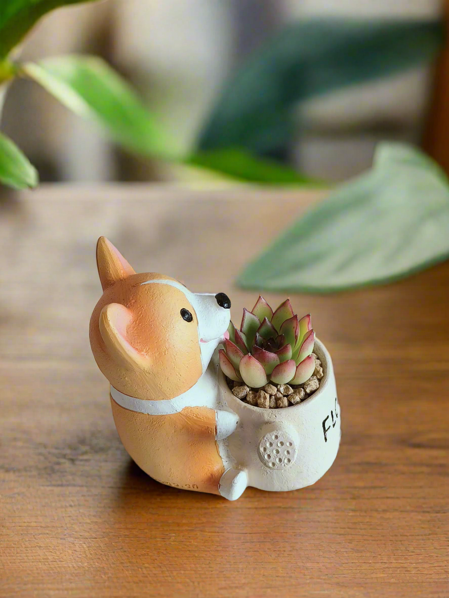 Succulent Charming Corgi - Echeveria Pulidonis - SlowBloomGreens