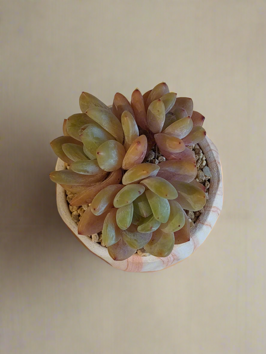 Side view of Echeveria 'Pink Ariel Crest' in a marble orange pot, showcasing the plant's growth habit and the pot's design.