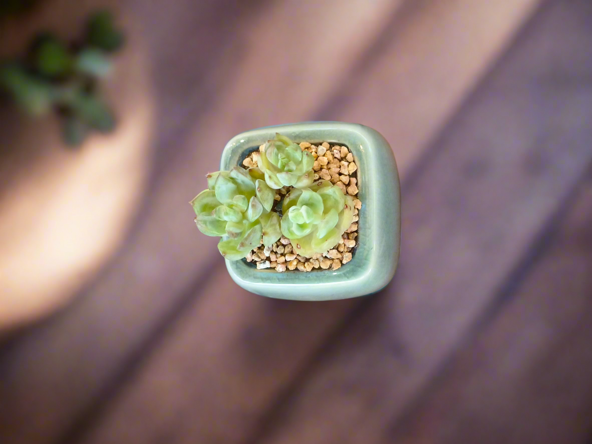 Succulent Serene Square Mini Planter – Sedum Clavatum