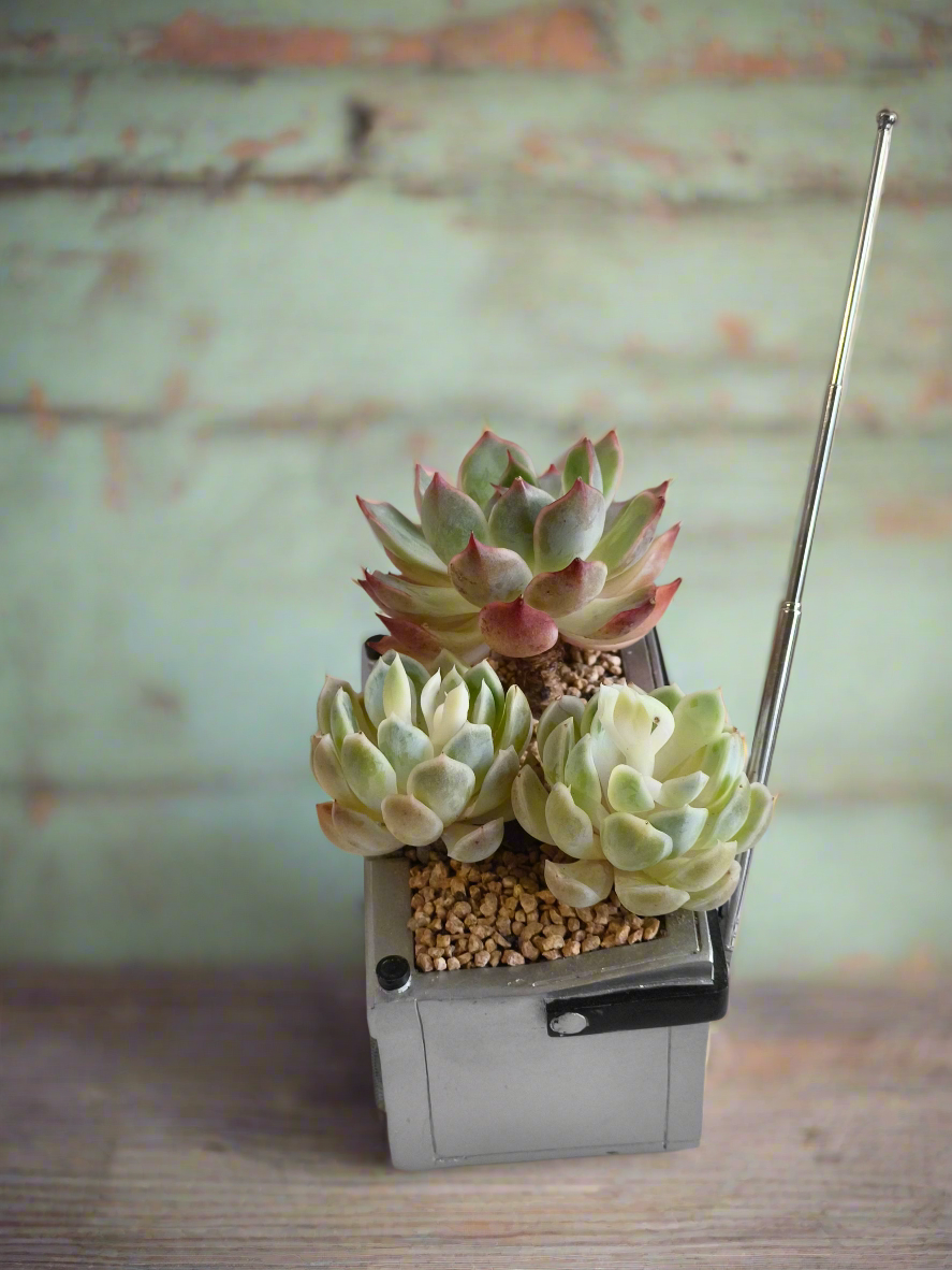 Succulent Retro Boombox – Succulent Arrangement