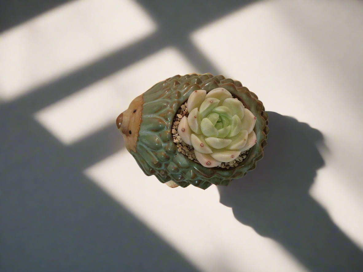 Succulent Hedgehog Pot - Sedeveria 'Blue Elf' (Happy Plant) - SlowBloomGreens