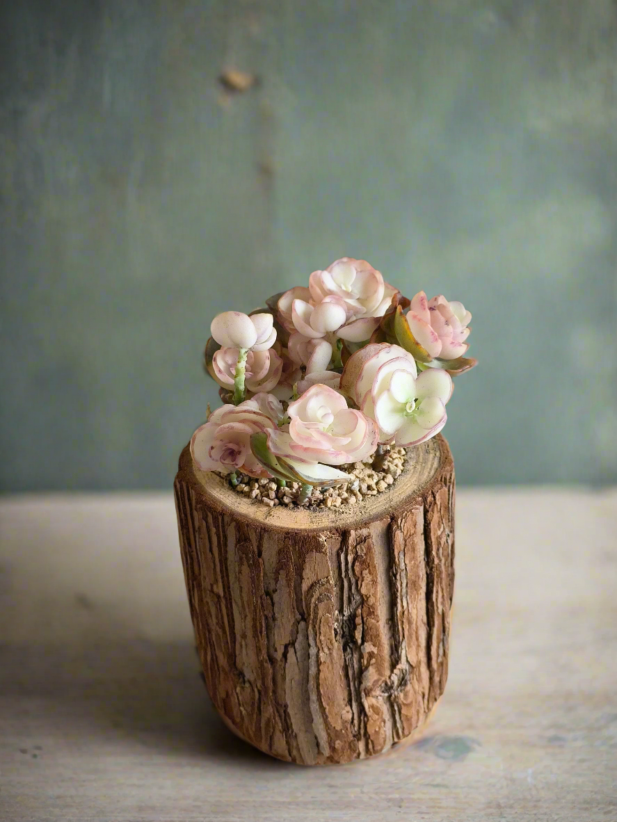 Succulent Natural Wood Log Pot - Kalanchoe Marnieriana - SlowBloomGreens