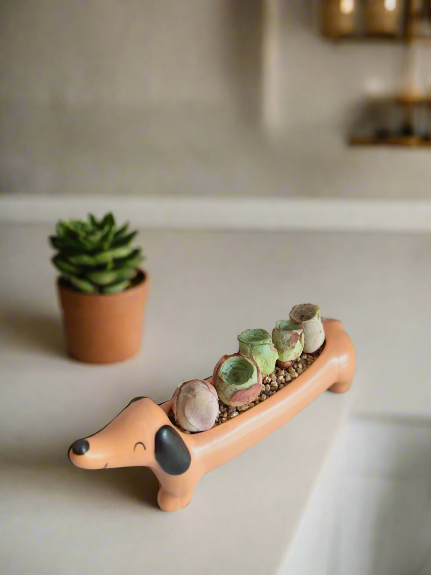 Succulent Daunchund - 5 Mountain Roses 'Greenovia' (Lilac & Green) - SlowBloomGreens