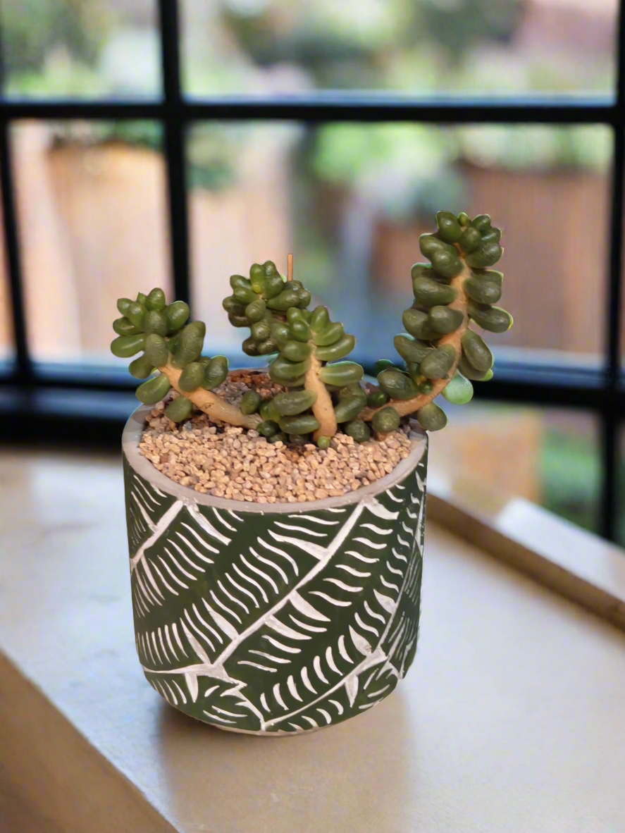 Succulent Whispering Leaves – Sedum Hernandezii