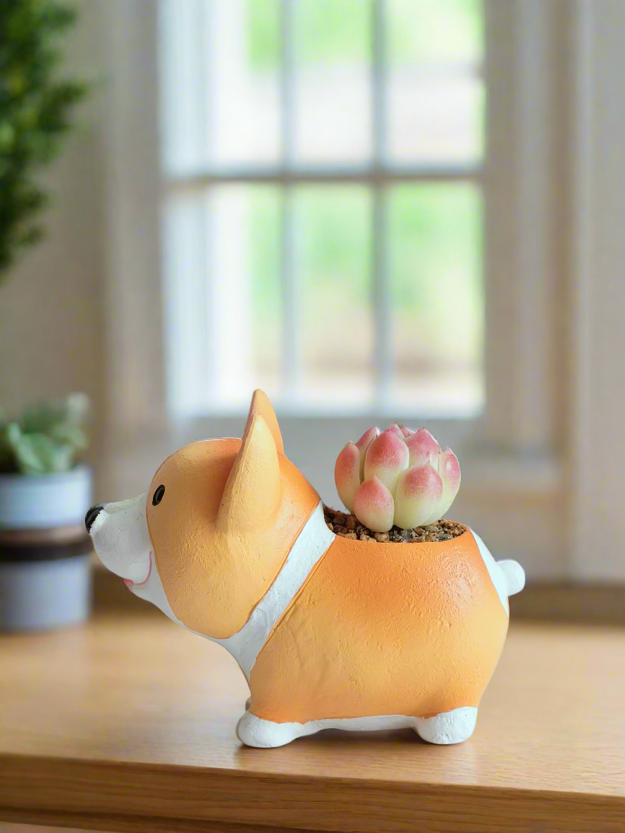 Succulent Charming Corgi - Echeveria Mexican Snowball - SlowBloomGreens